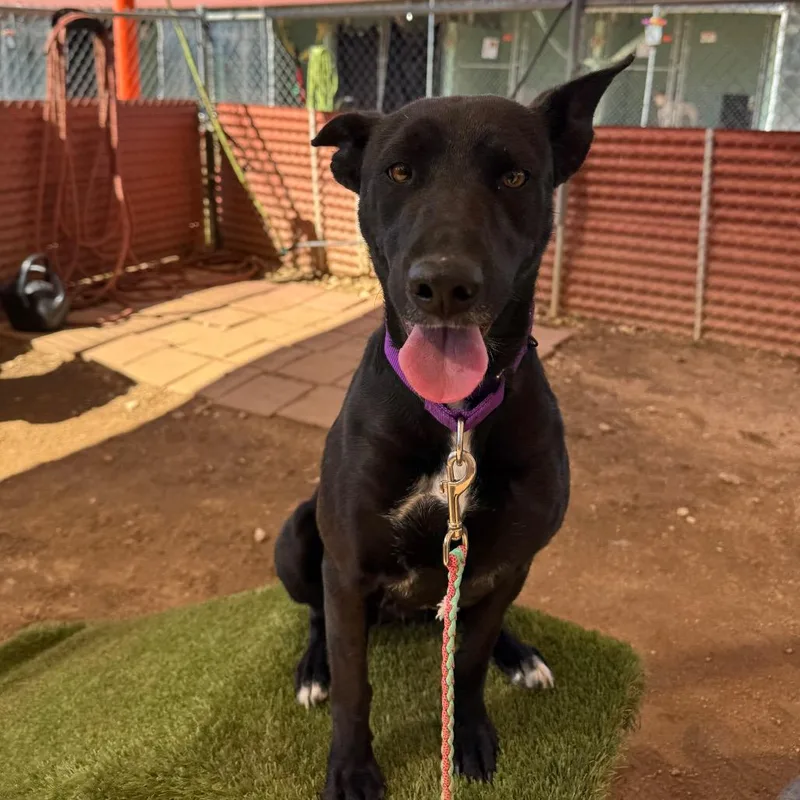 Mango Lassi thumbnail 5