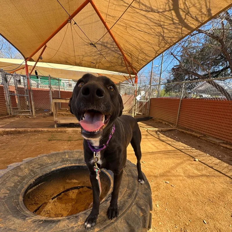 Mango Lassi thumbnail 6