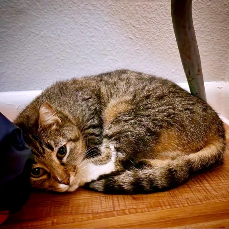 Sweet Bbq Chicken thumbnail 2