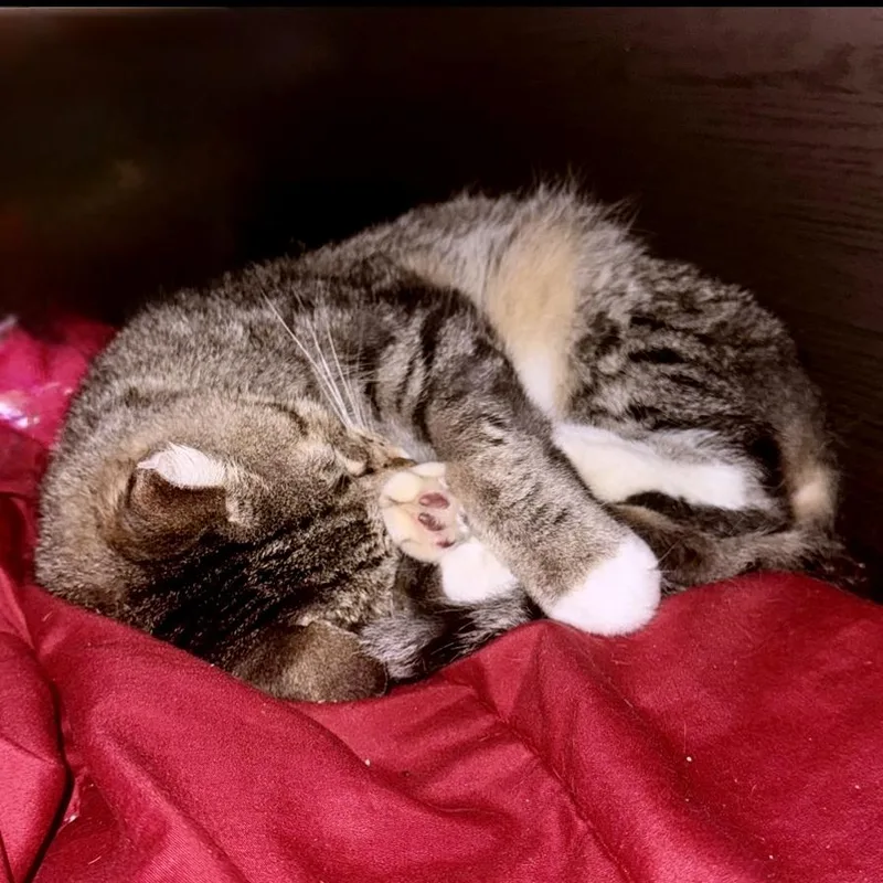 Sweet Bbq Chicken thumbnail 3