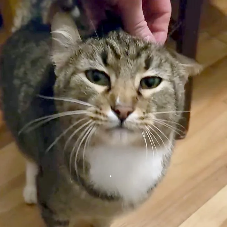 Sweet Bbq Chicken thumbnail 4