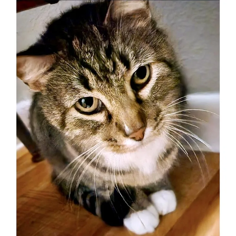 Sweet Bbq Chicken thumbnail 5