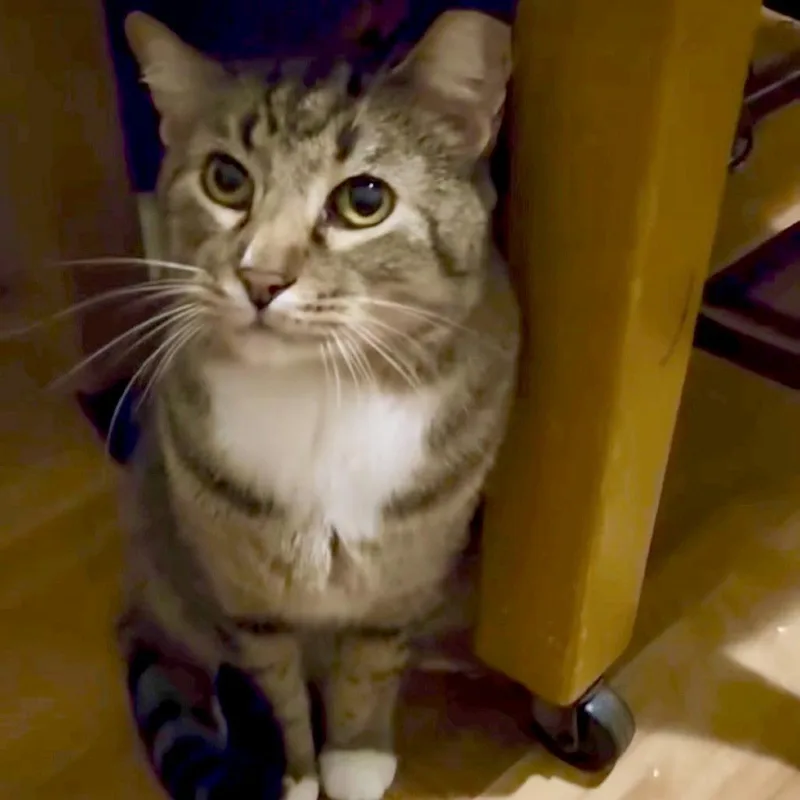 Sweet Bbq Chicken thumbnail 6