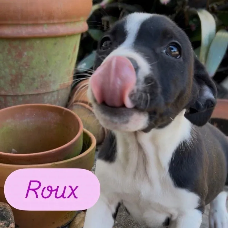 Roux photo 1