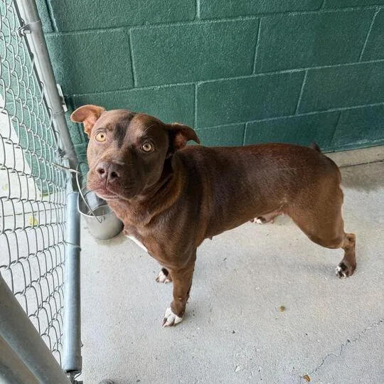 Miss Piggy thumbnail 2