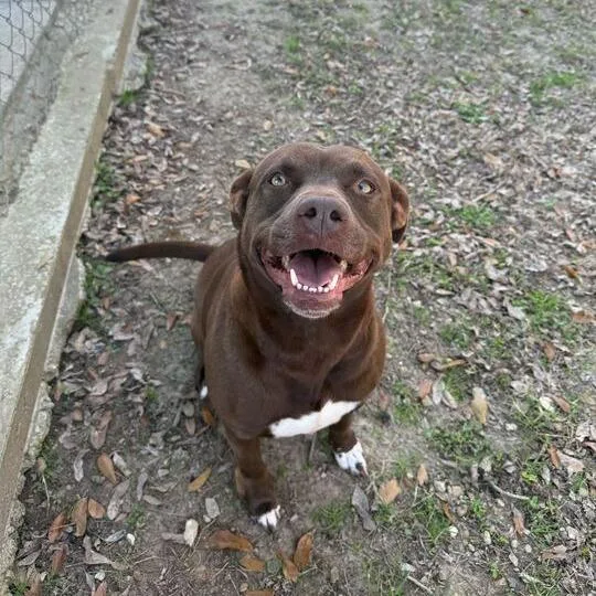 Miss Piggy thumbnail 3