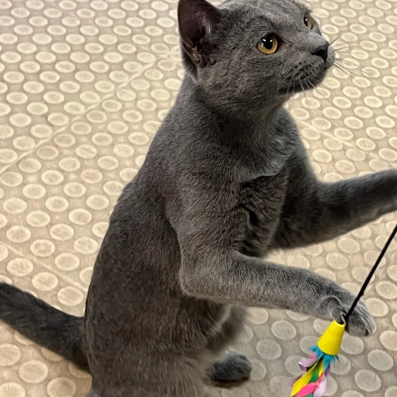 Sebastian thumbnail 2