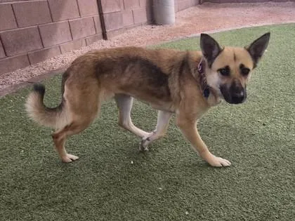 Himalaya thumbnail 2