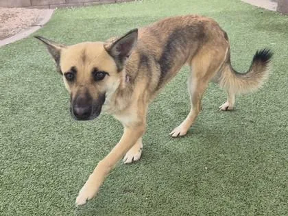 Himalaya thumbnail 3