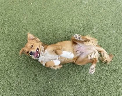 Knuckles thumbnail 2