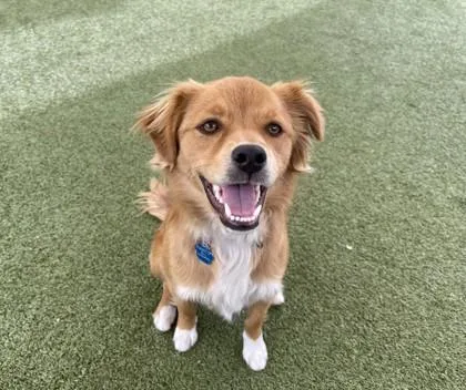 Knuckles thumbnail 3