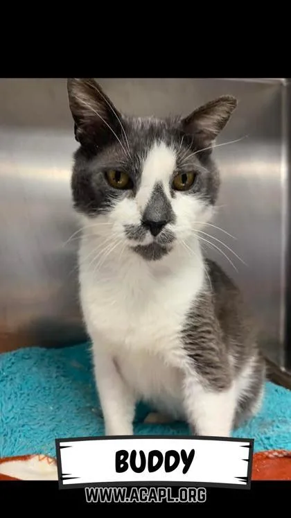 Buddy