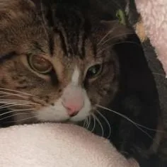 Magellan thumbnail 2