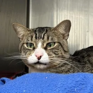 Magellan thumbnail 3