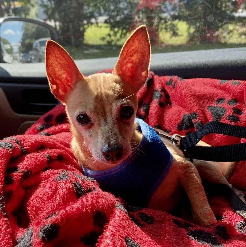 Jackson Bones thumbnail 2