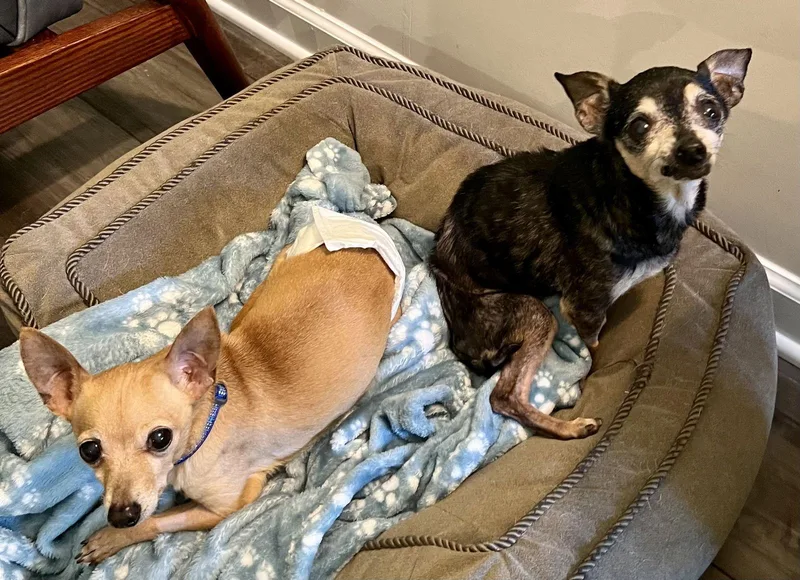 Jackson Bones thumbnail 3