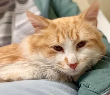 Triscuit thumbnail 2