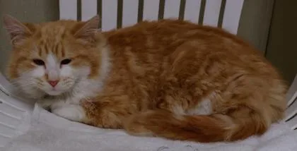 Triscuit thumbnail 3