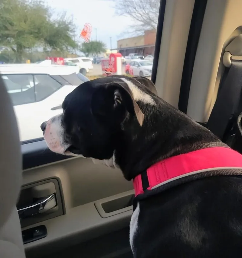 Sir Wagsalot 💜 A thumbnail 2