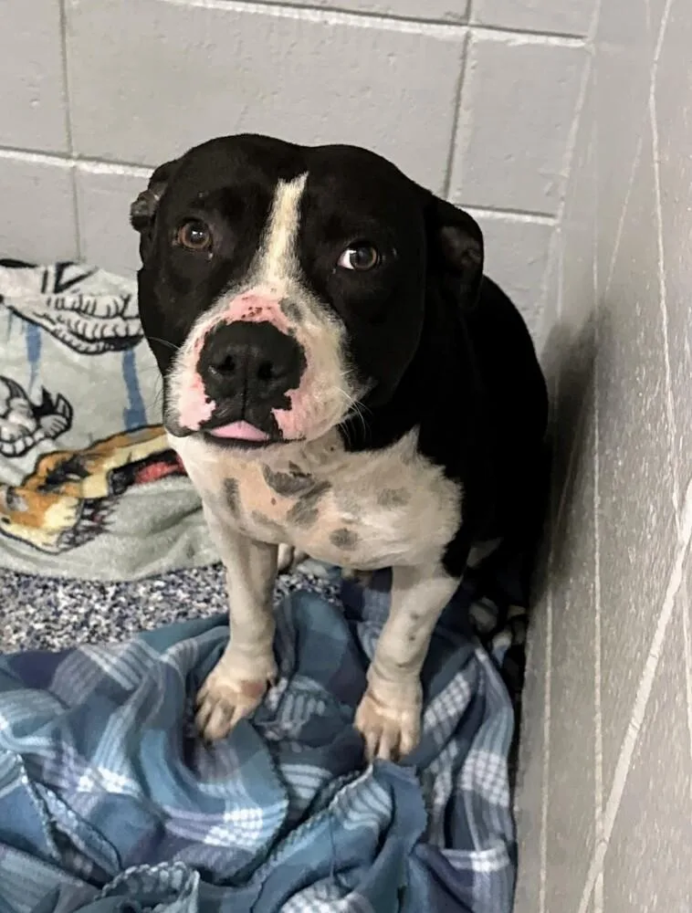 Sir Wagsalot 💜 A thumbnail 3