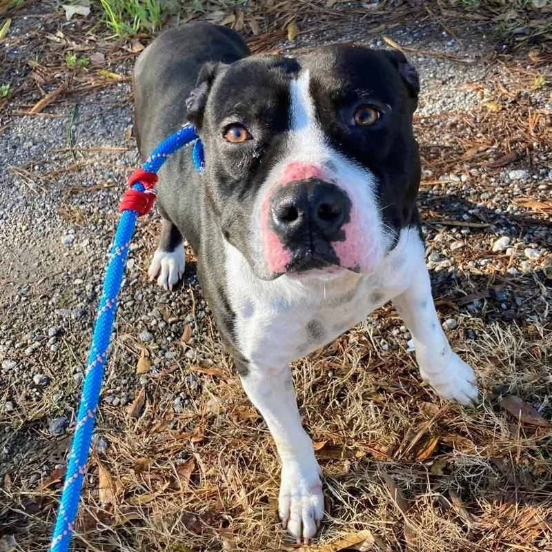 Sir Wagsalot 💜 A thumbnail 4