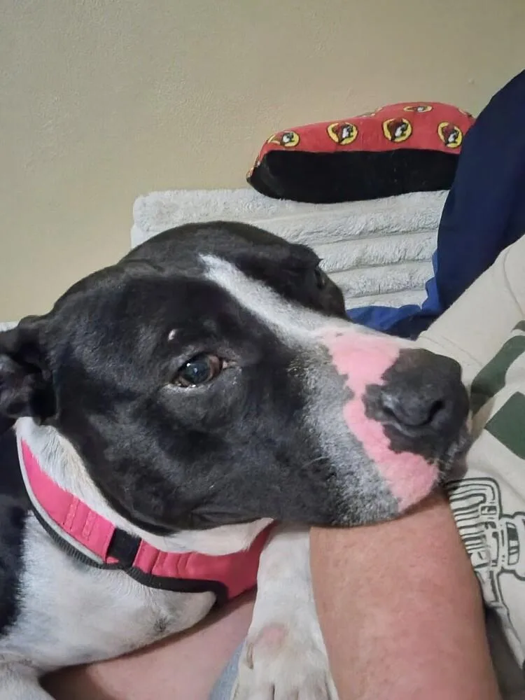 Sir Wagsalot 💜 A thumbnail 6