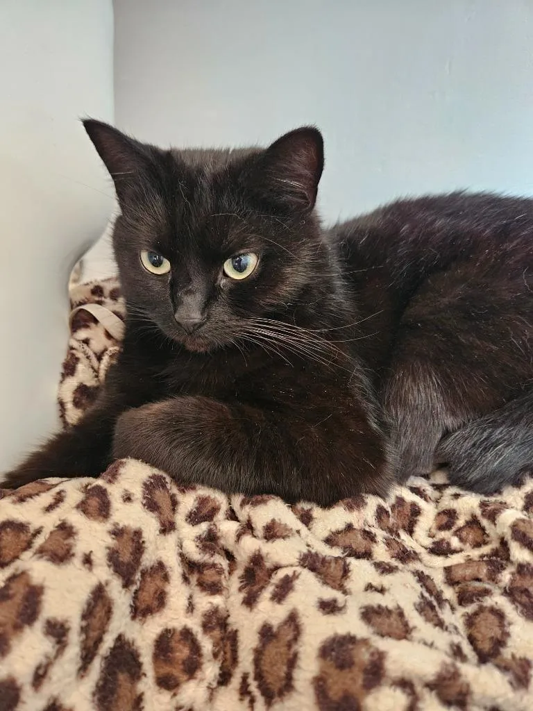 Pipsqueak "pip thumbnail 2