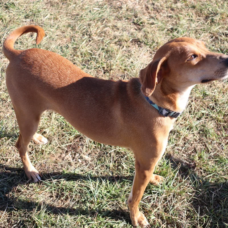 Zoey  Paws Behind thumbnail 4