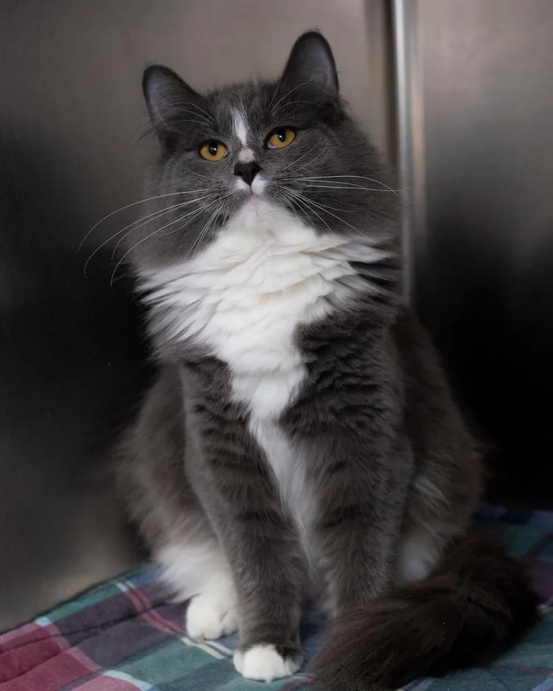 Sissy Bonded With Sam thumbnail 2