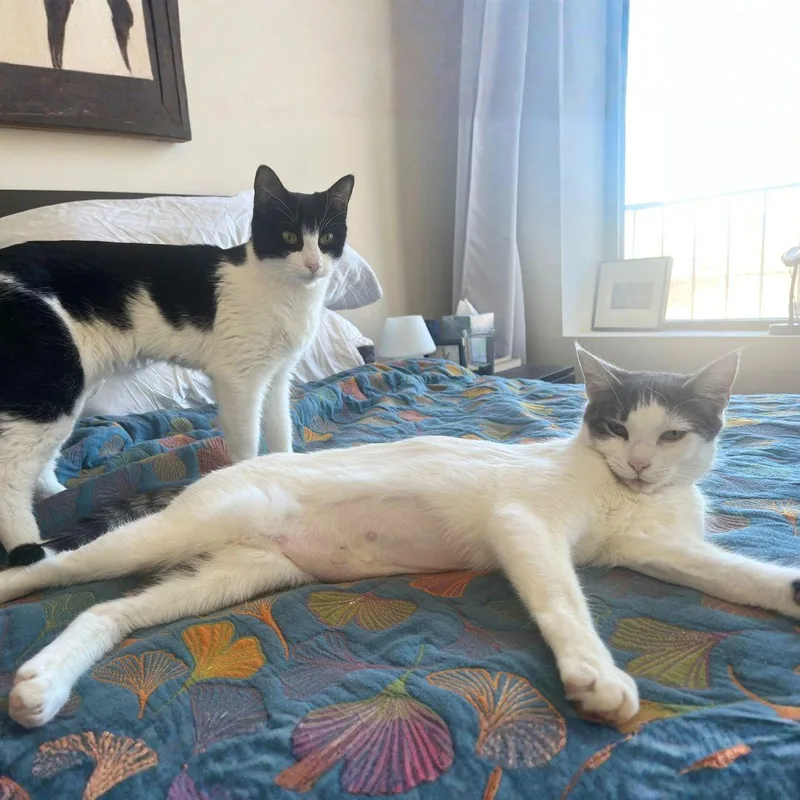 Pnina & Sirena thumbnail 2