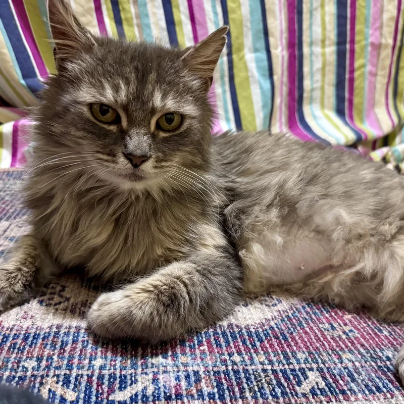 Gwennie  Sassy Beauty thumbnail 2