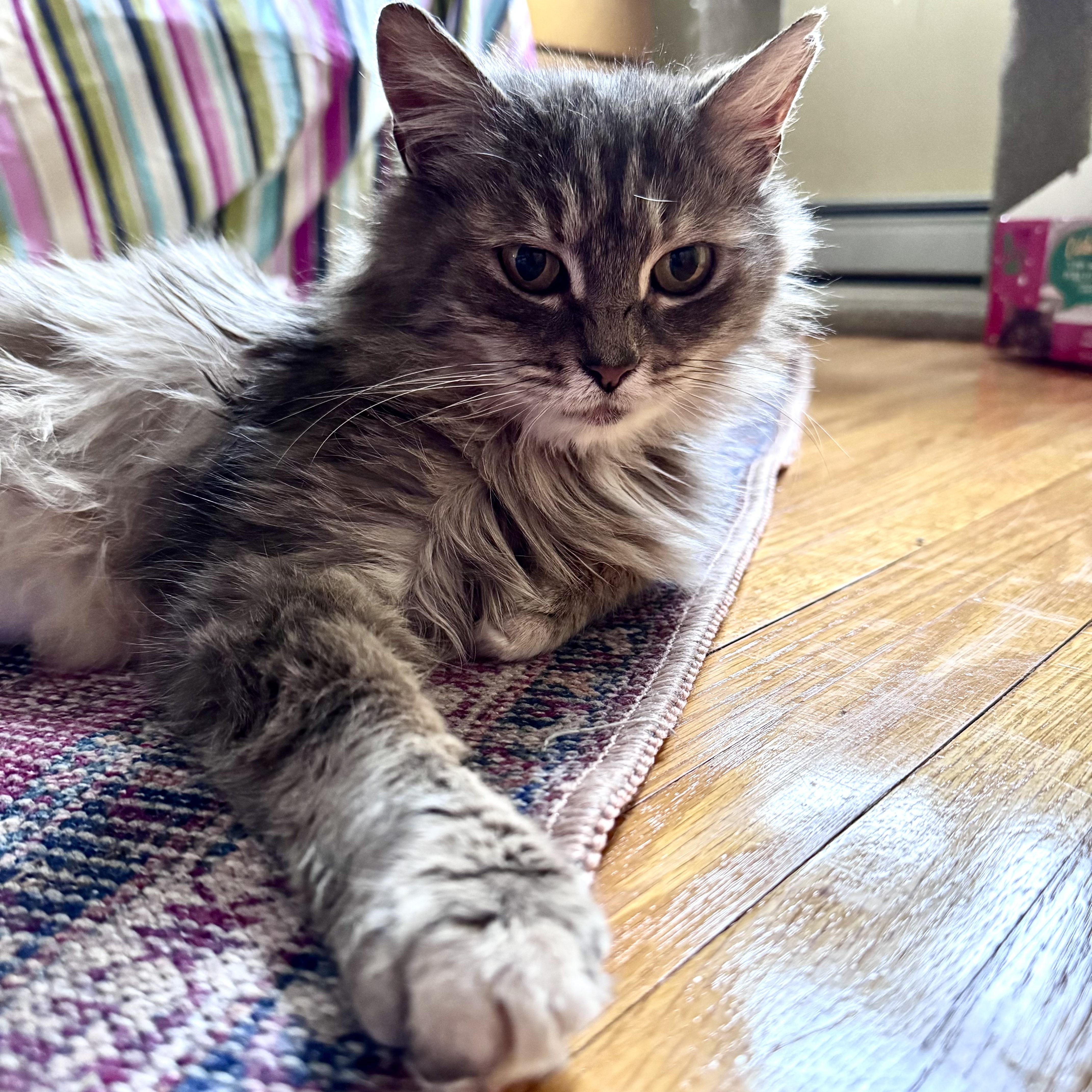 Gwennie  Sassy Beauty thumbnail 3