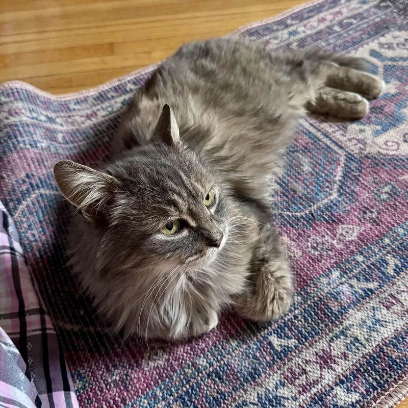 Gwennie  Sassy Beauty thumbnail 4