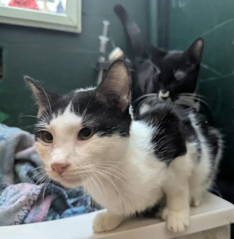 Cookie & Kreme thumbnail 2