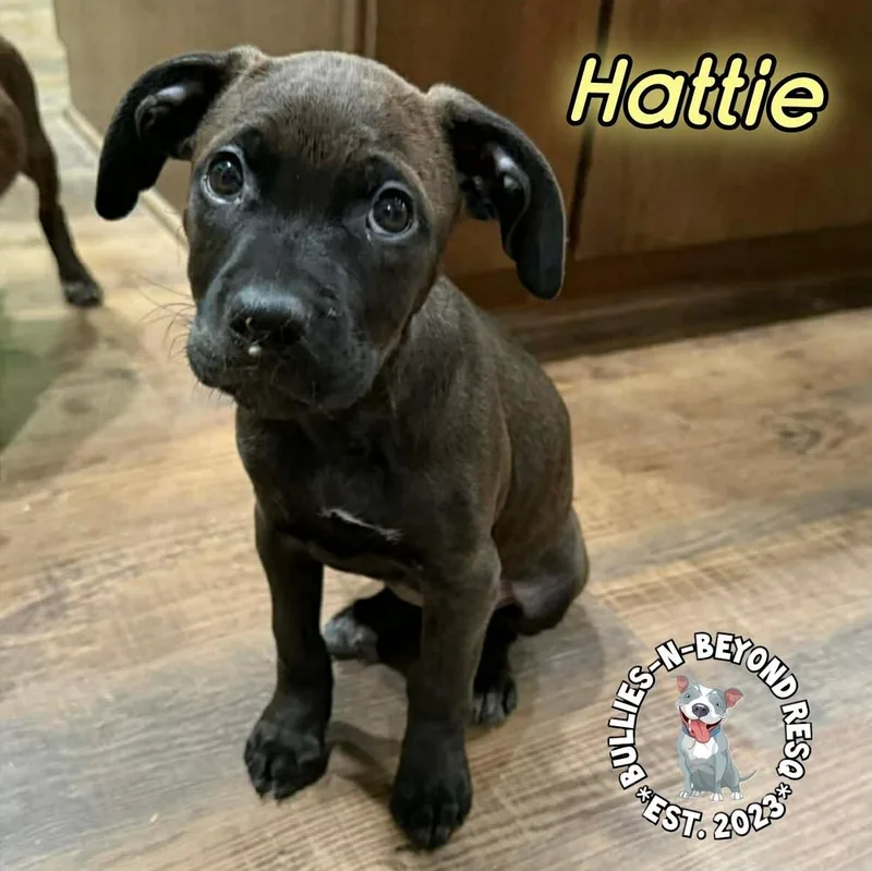 Cottagecore Litter: Hattie