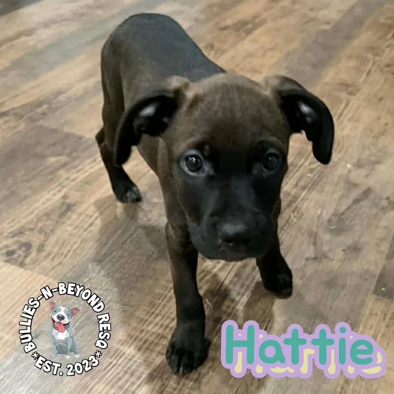 Cottagecore Litter: Hattie thumbnail 2