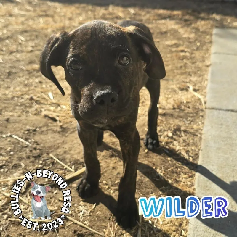 Cottagecore Litter: Wilder thumbnail 2