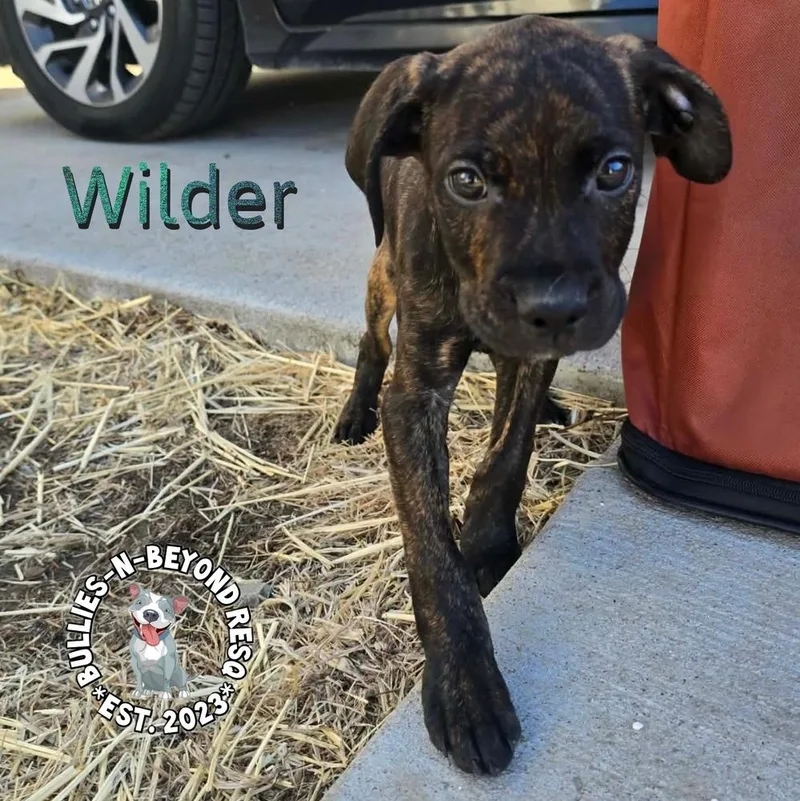 Cottagecore Litter: Wilder thumbnail 3