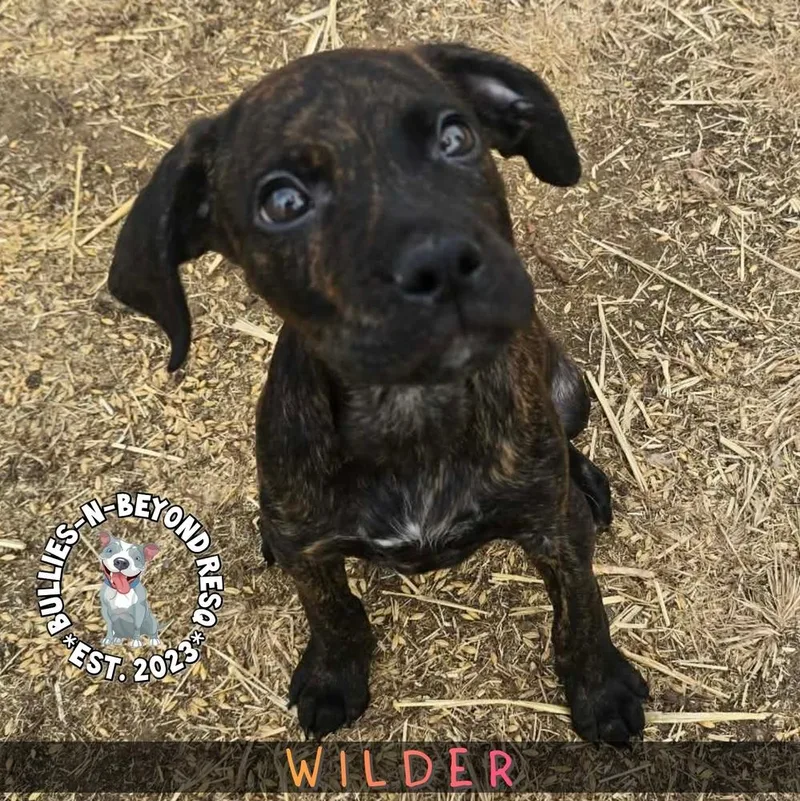 Cottagecore Litter: Wilder thumbnail 4