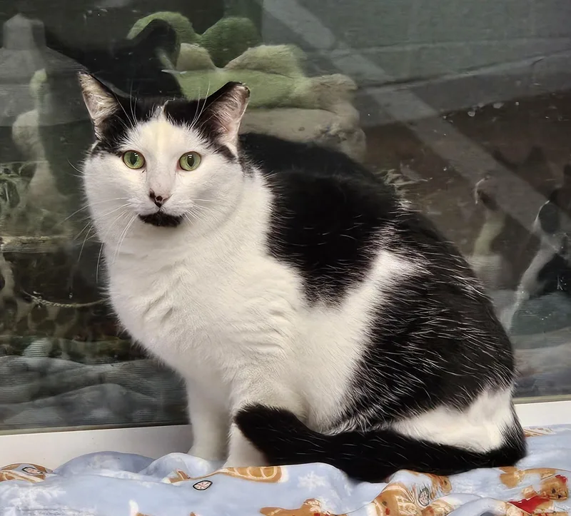 A young large-sized male Domestic Short Hair cat named Milo for adoption in Prince Frederick, MD