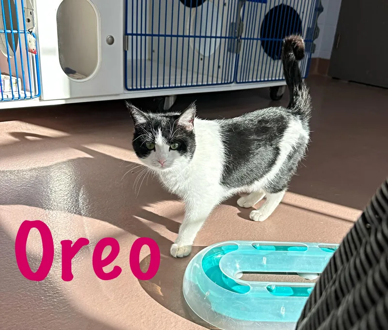 Oreo