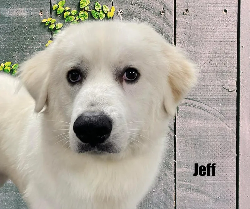 Jeff