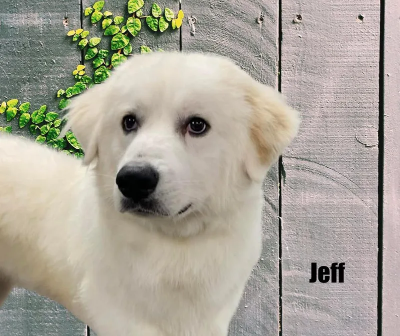 Jeff thumbnail 3