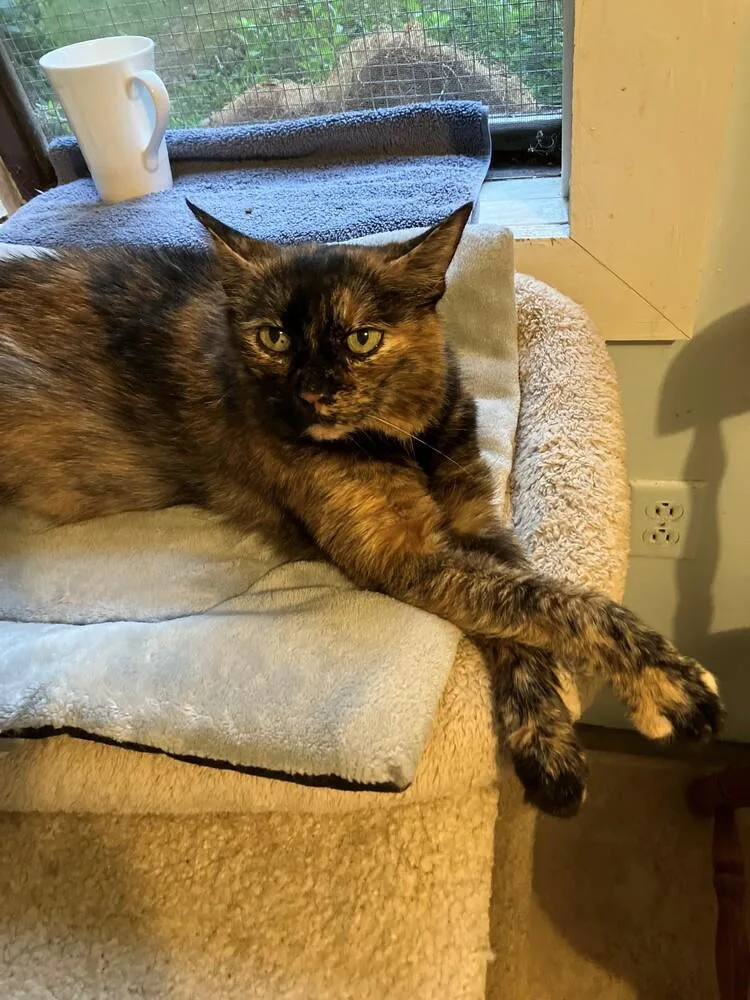 An adult small-sized female Domestic Short Hair cat named Daisy for adoption in Henrico, VA