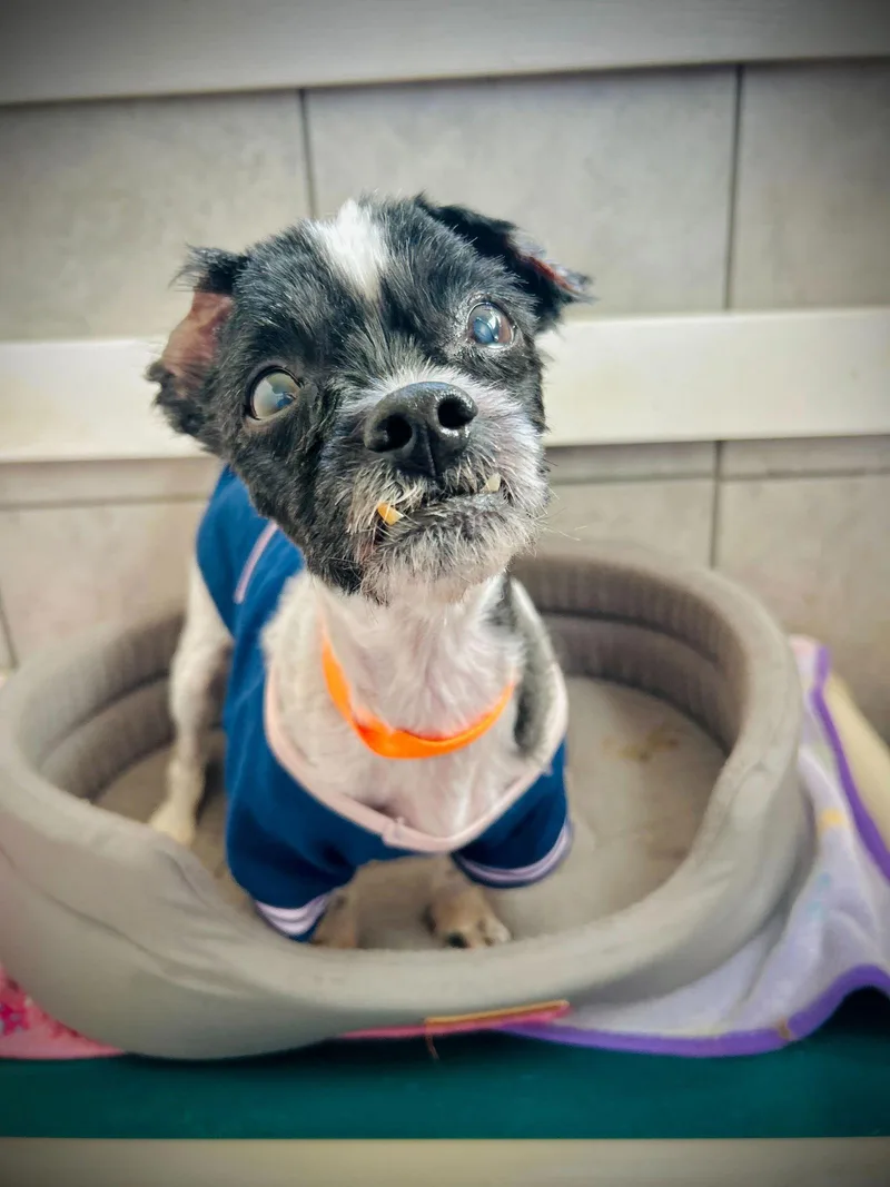 Dexter Jan thumbnail 2