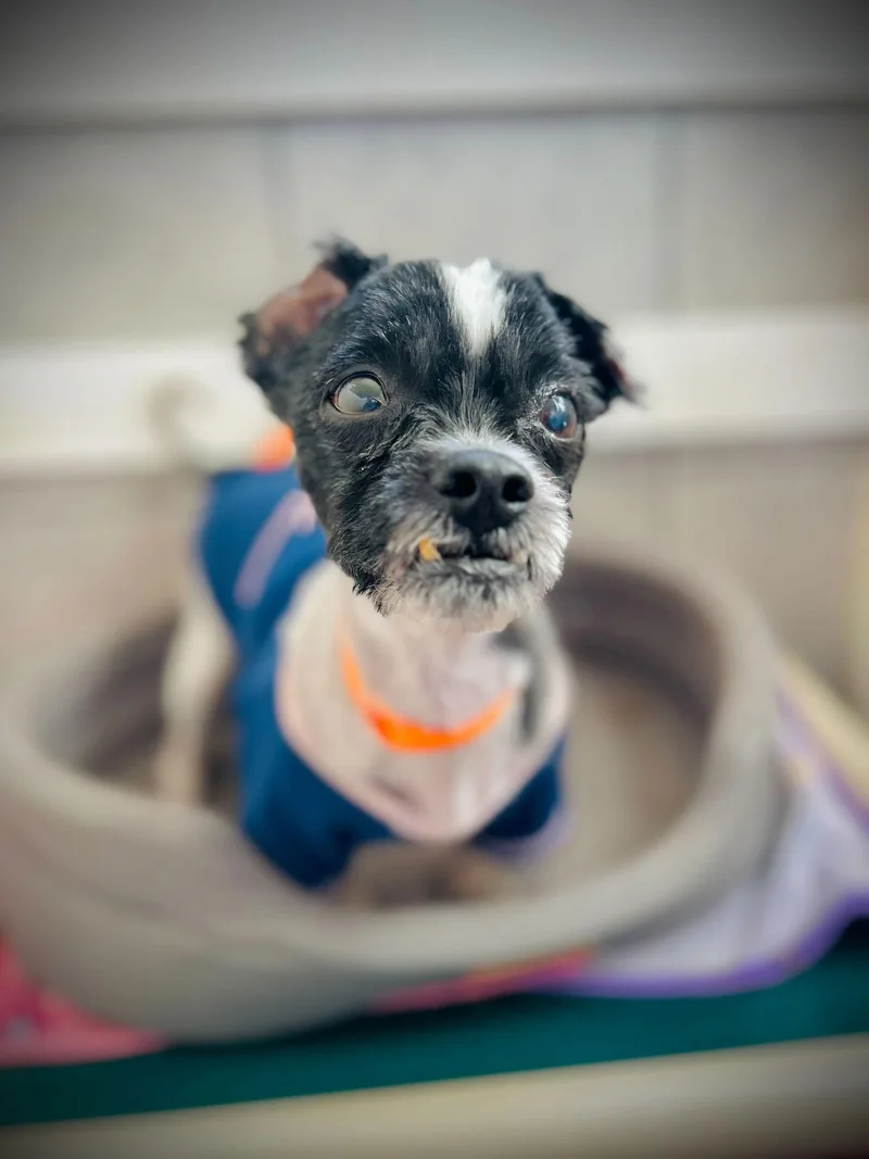 Dexter Jan thumbnail 3