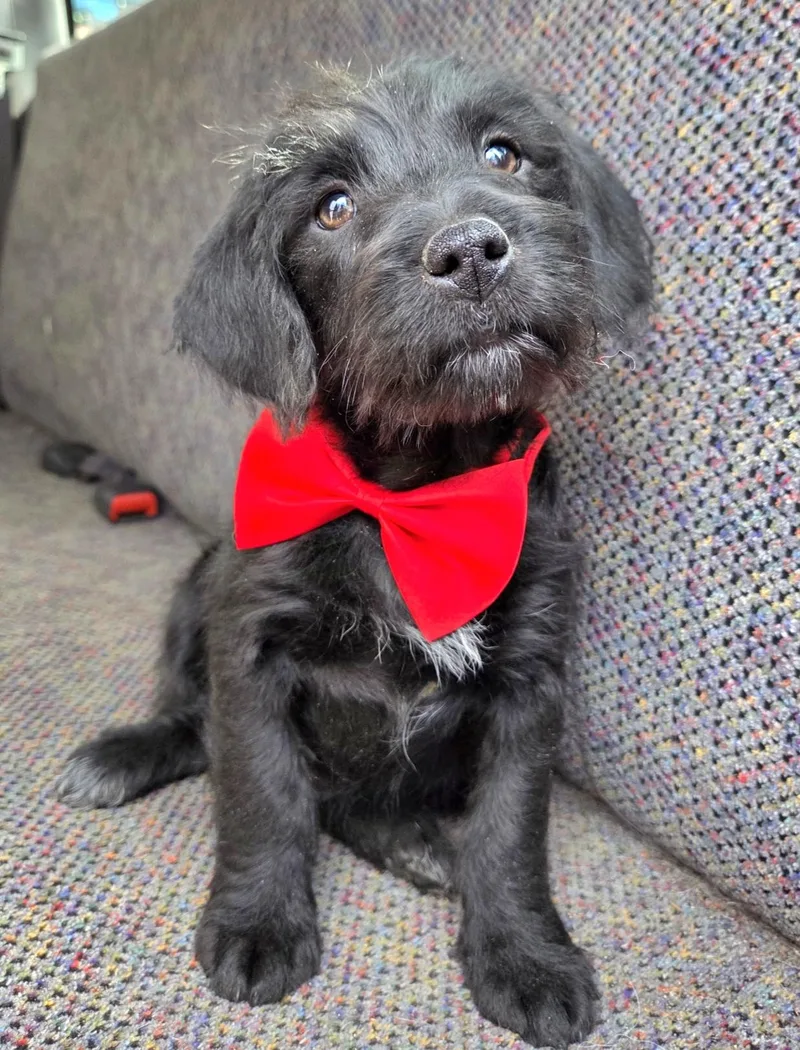 Theodore thumbnail 2