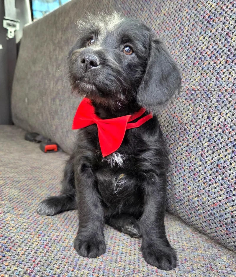 Theodore thumbnail 3