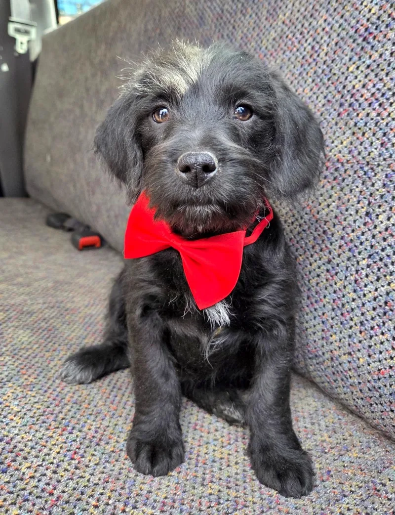 Theodore thumbnail 4