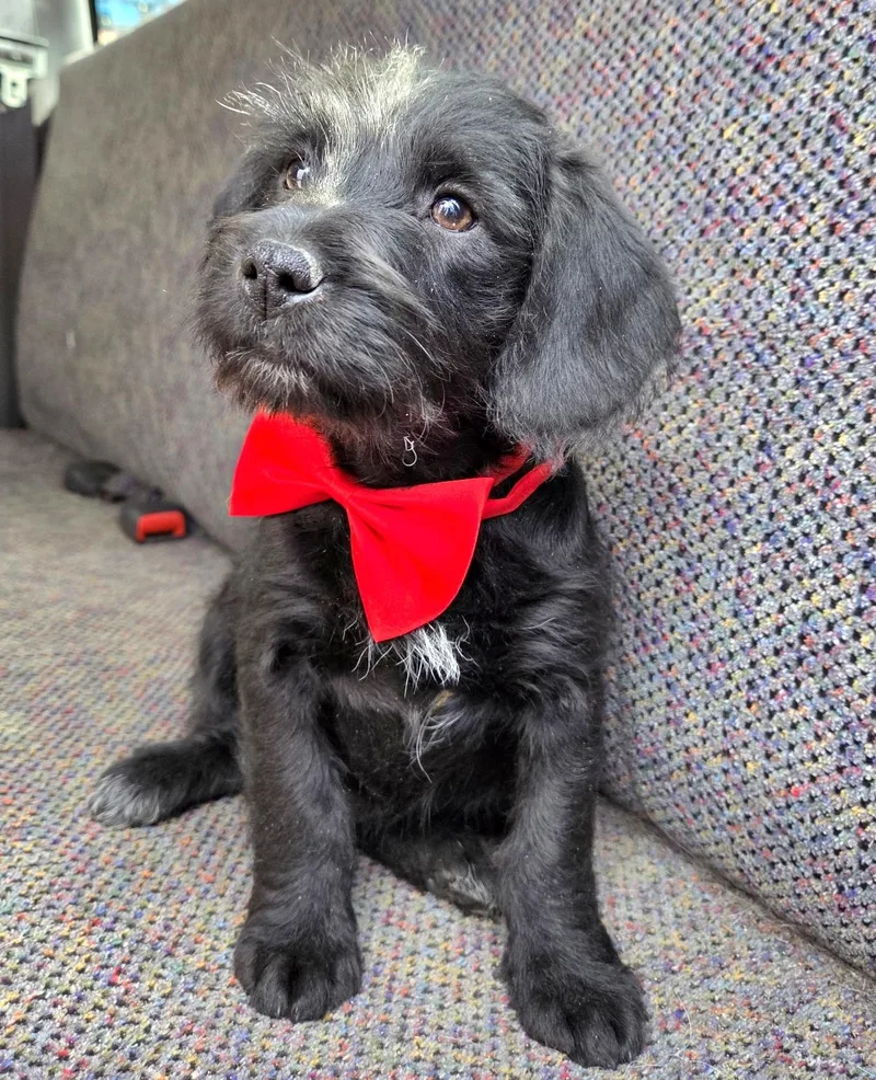 Theodore thumbnail 5